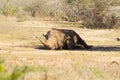 White rhinoceros sleeping under a tree, South Africa Royalty Free Stock Photo